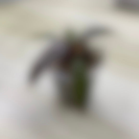 Coming Soon!