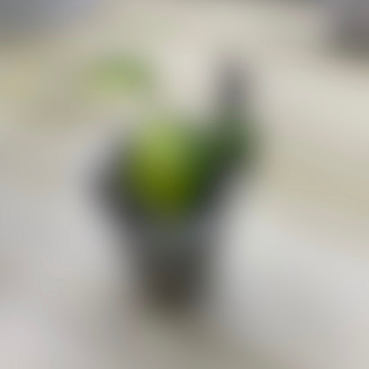 Coming Soon!