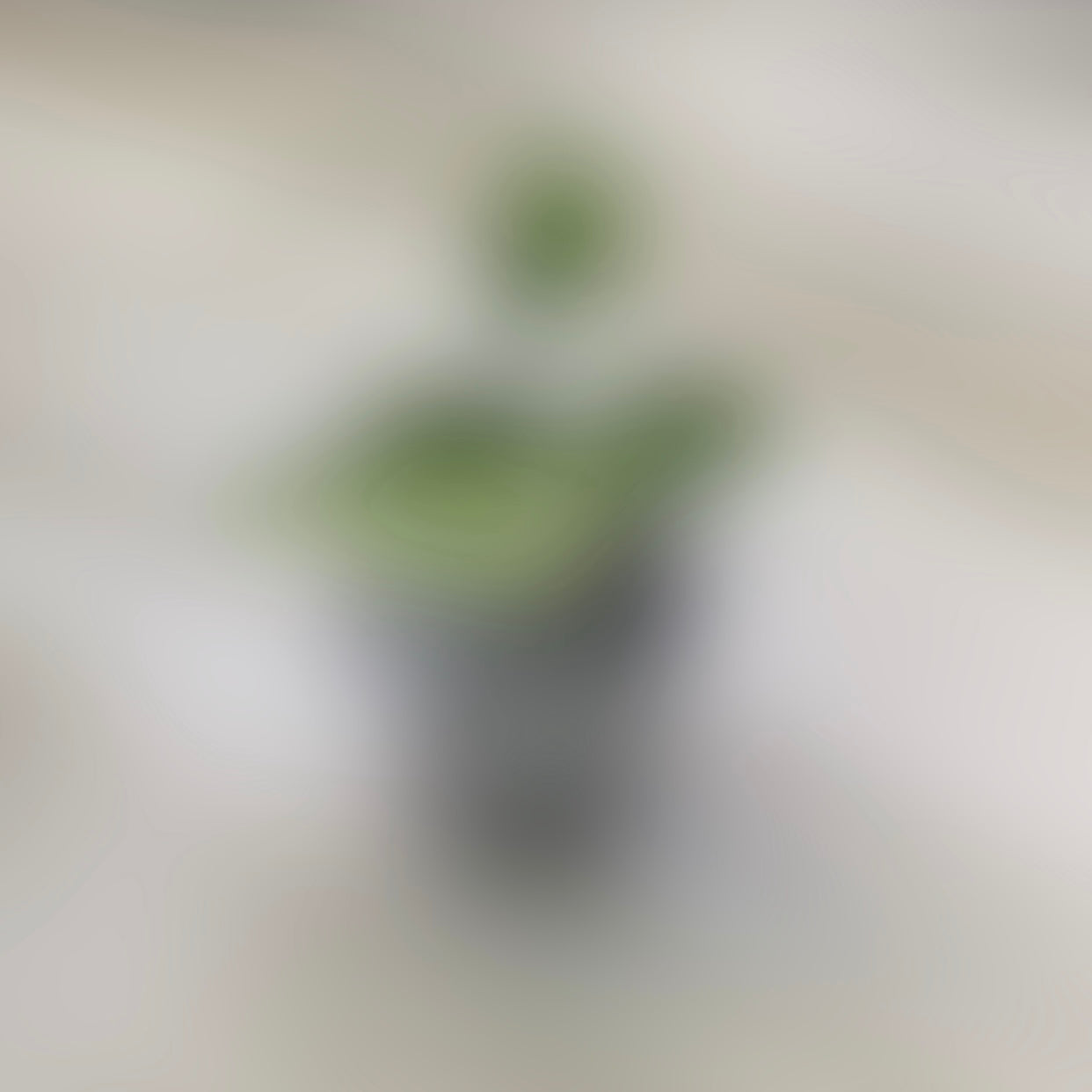 Coming Soon!