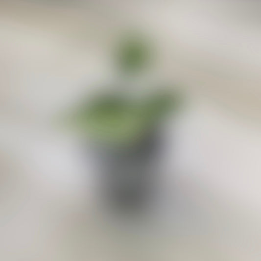 Coming Soon!