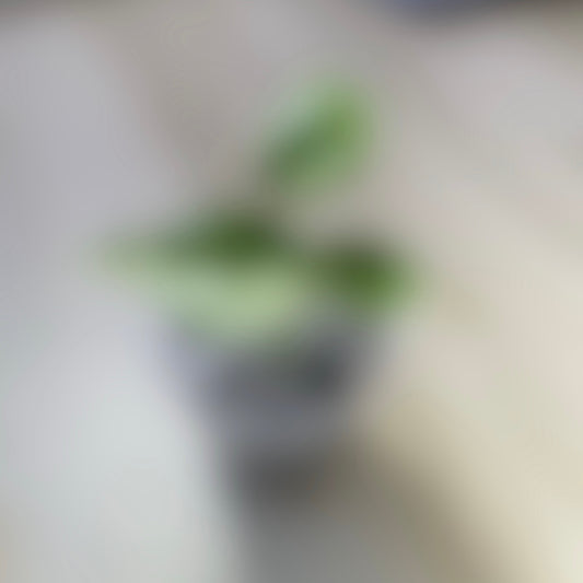 Coming Soon!