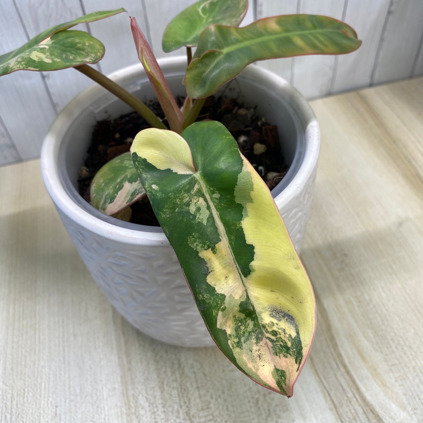 Philodendron Jennifer Variegated