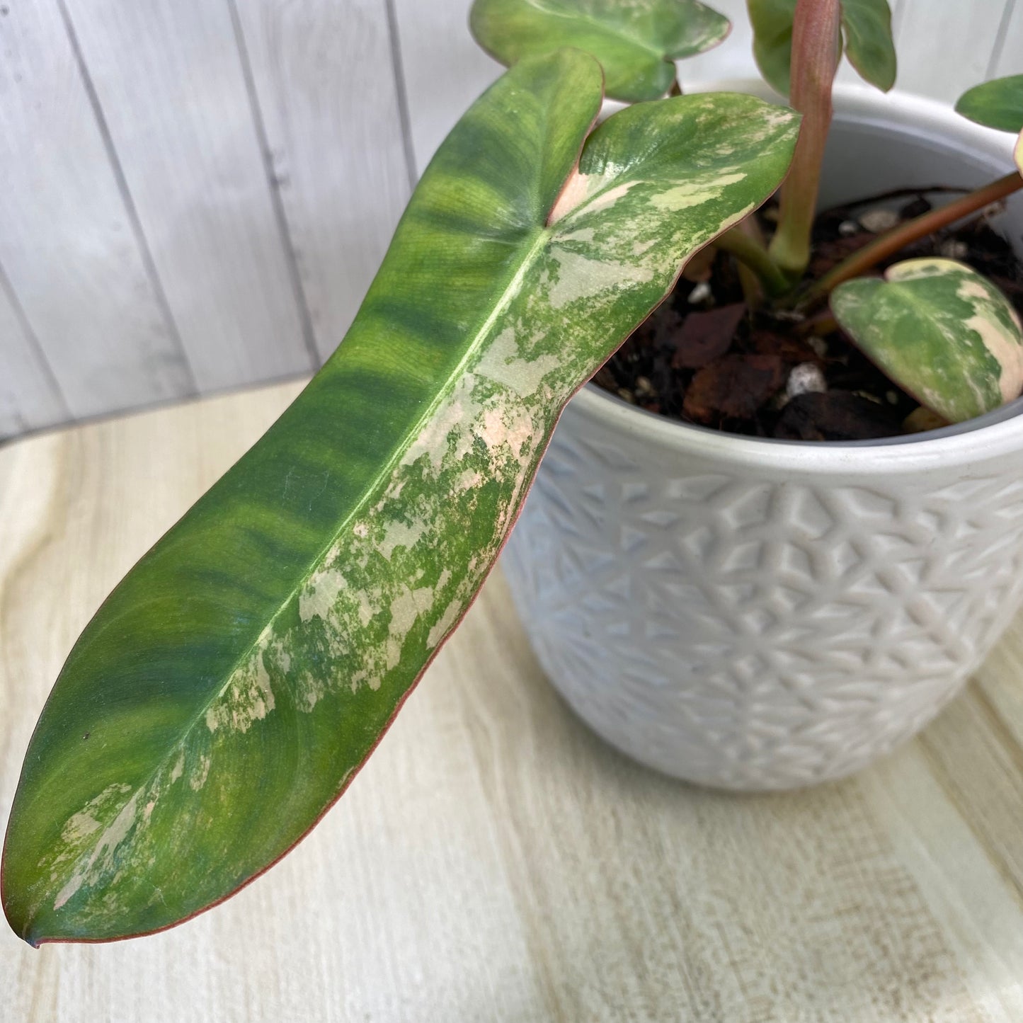 Philodendron Jennifer Variegated