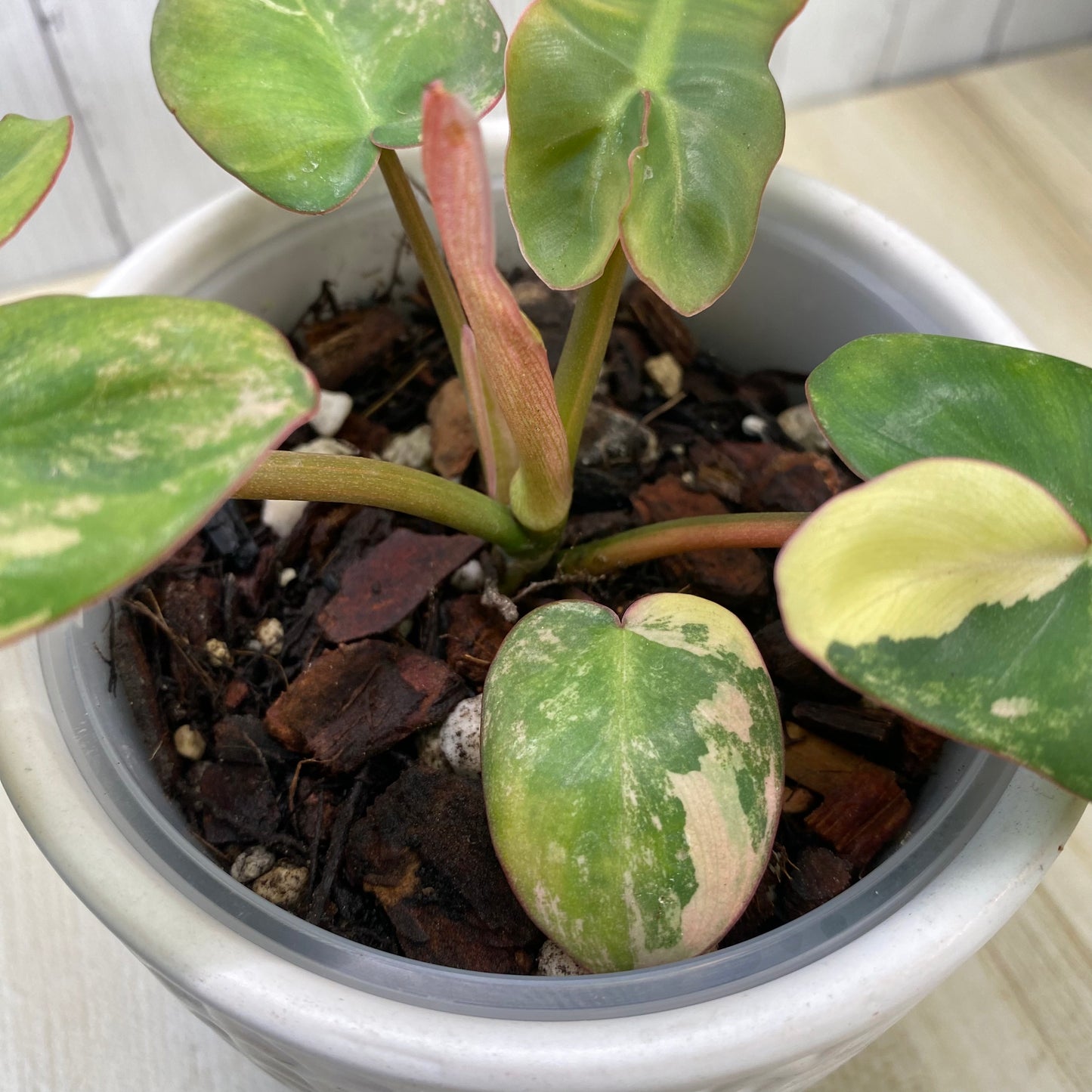 Philodendron Jennifer Variegated