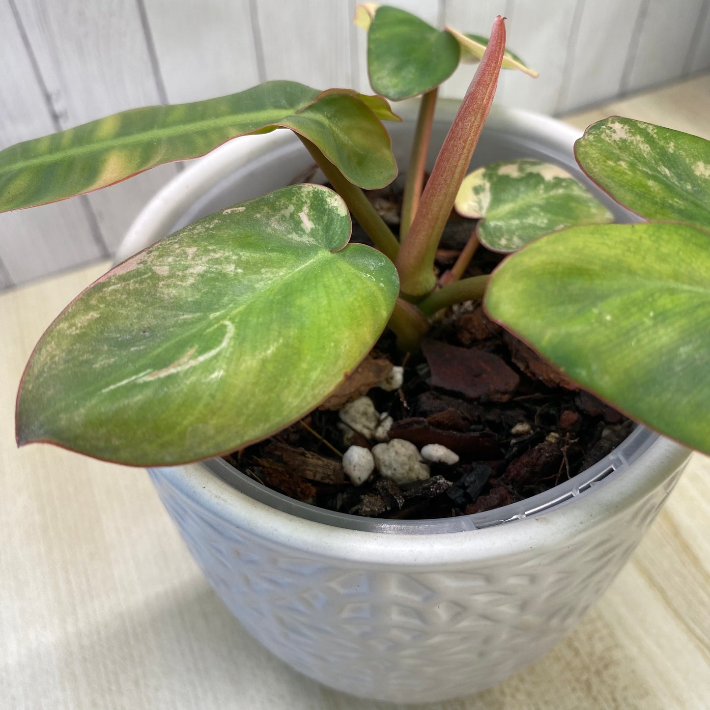 Philodendron Jennifer Variegated