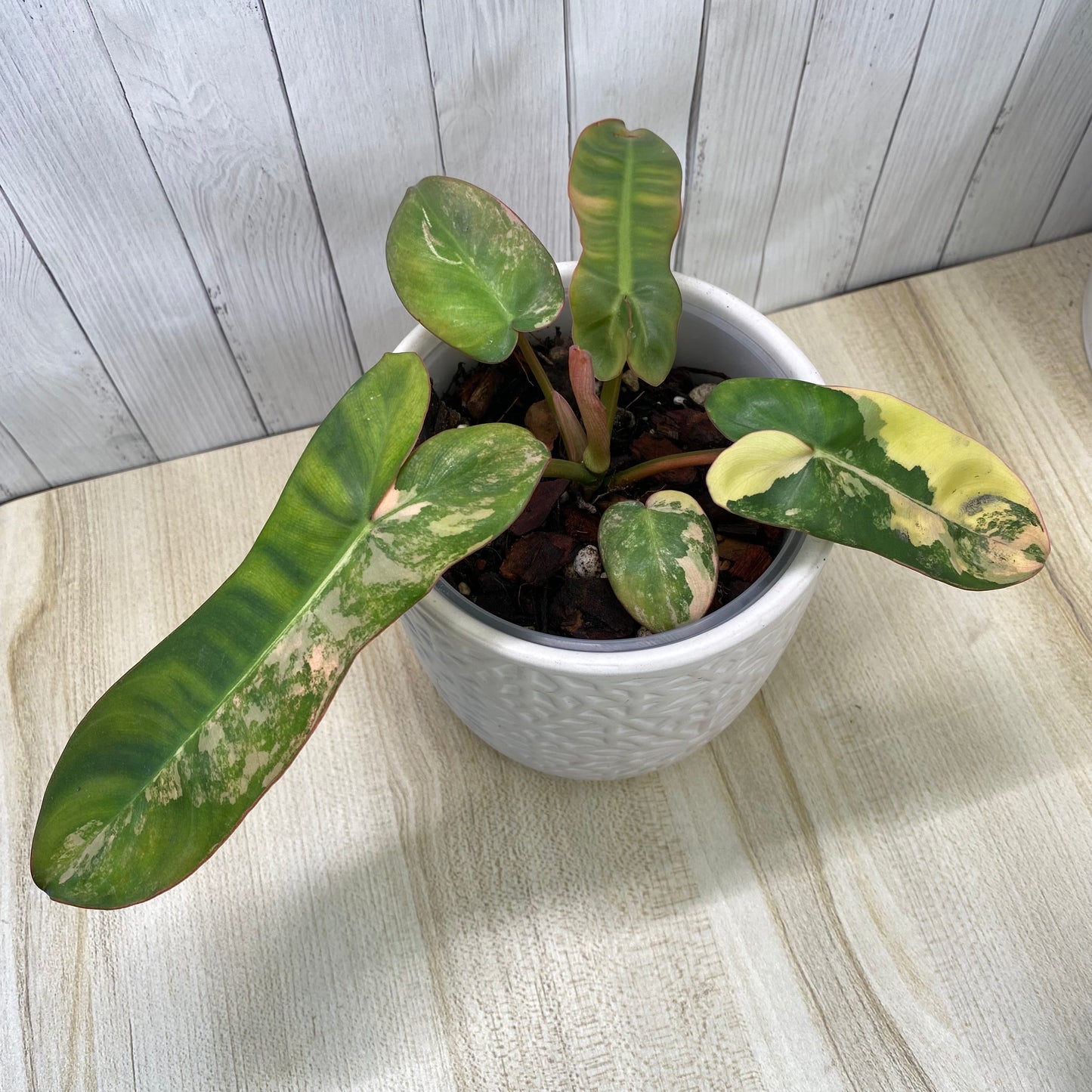Philodendron Jennifer Variegated