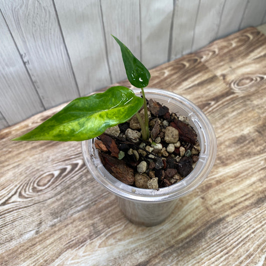 Alocasia Scalprum Aurea Variegated