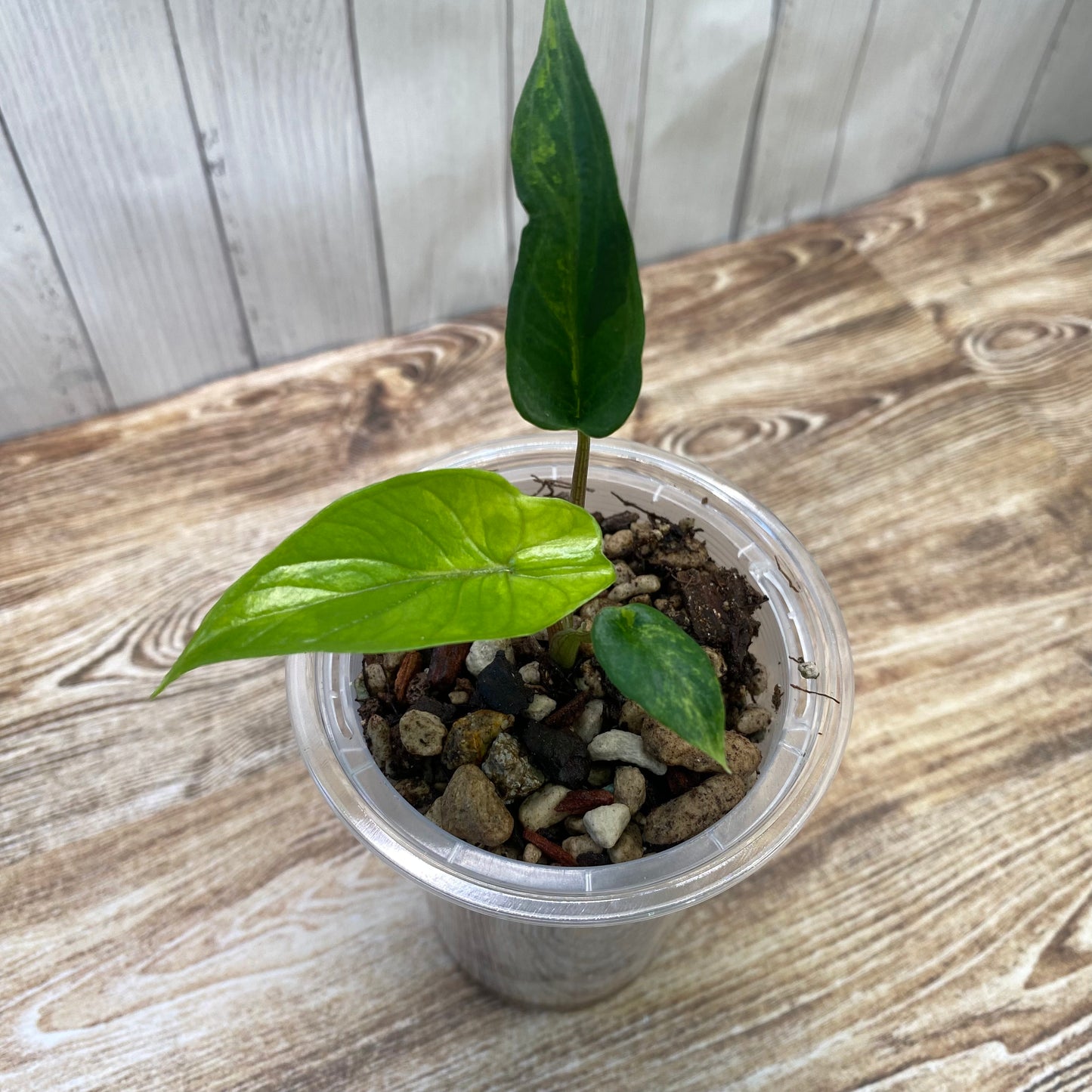 Alocasia Scalprum Aurea Variegated
