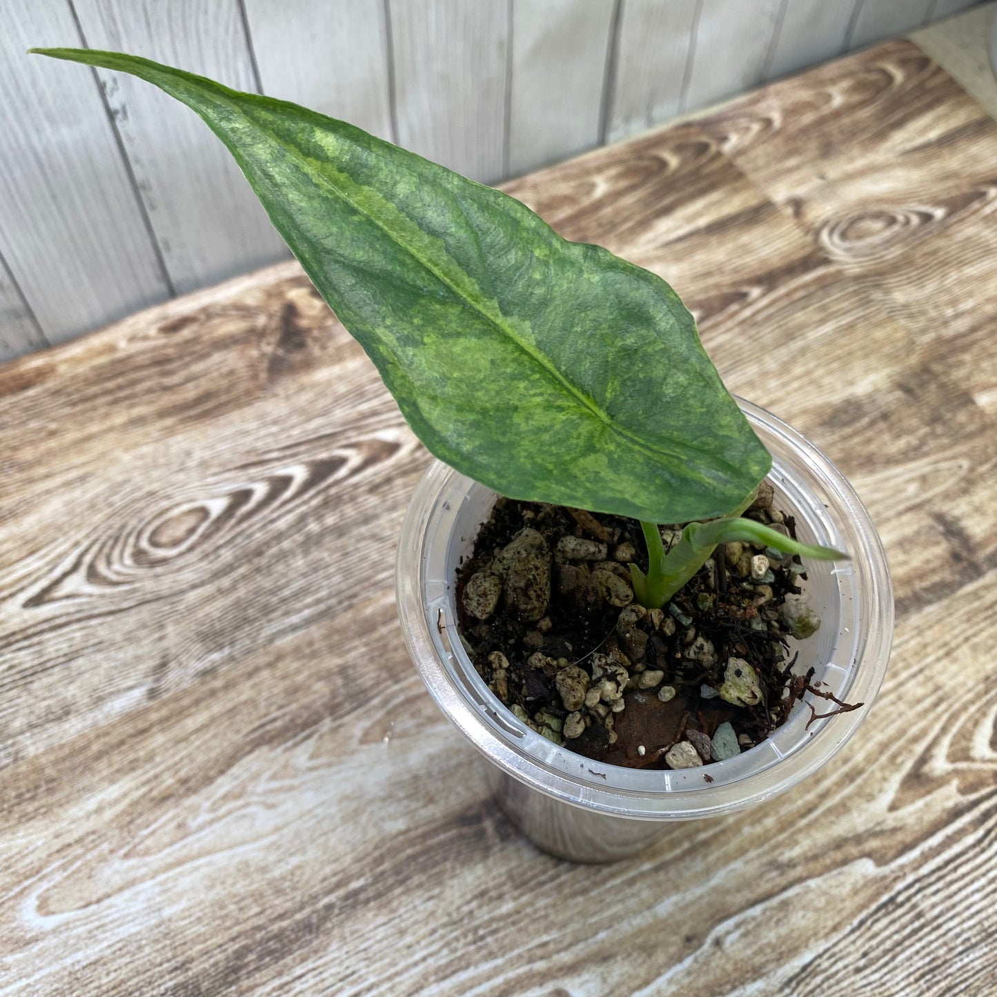 Alocasia Dragon’s Breathe Aurea
