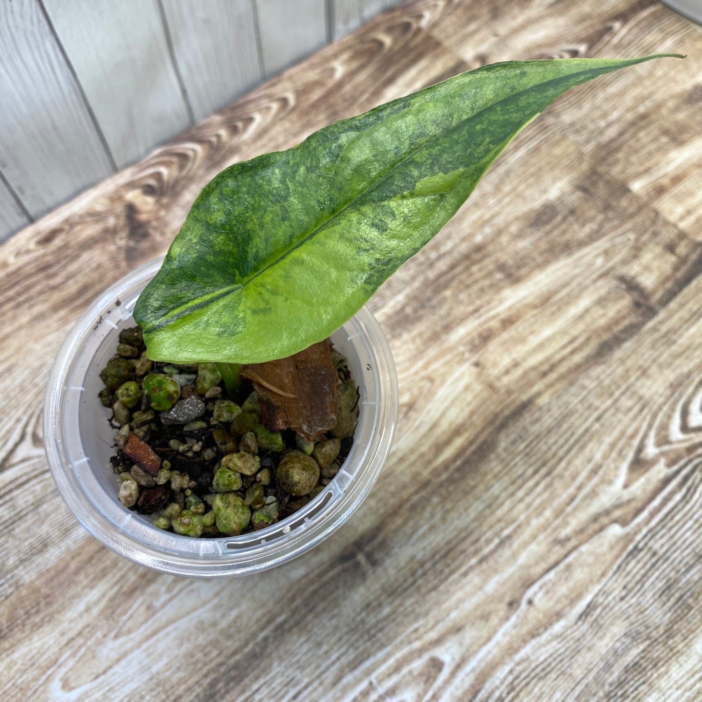 Alocasia Dragon’s Breathe Aurea