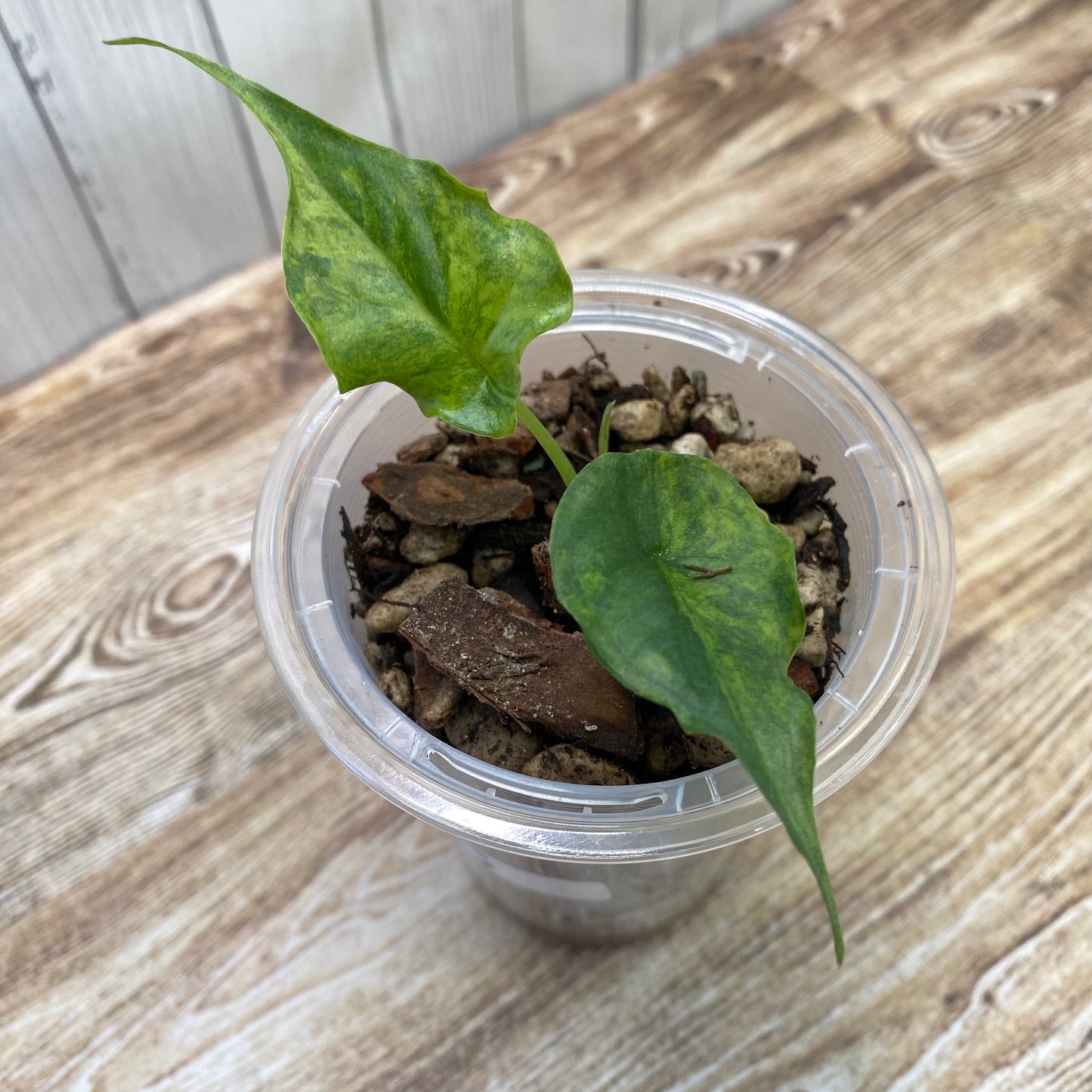 Alocasia Dragon’s Breathe Aurea
