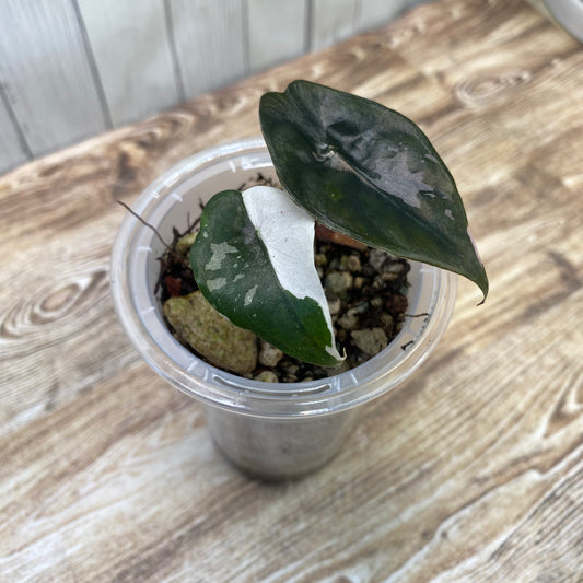 Alocasia Chantrieri Pink Variegated "Naomi"