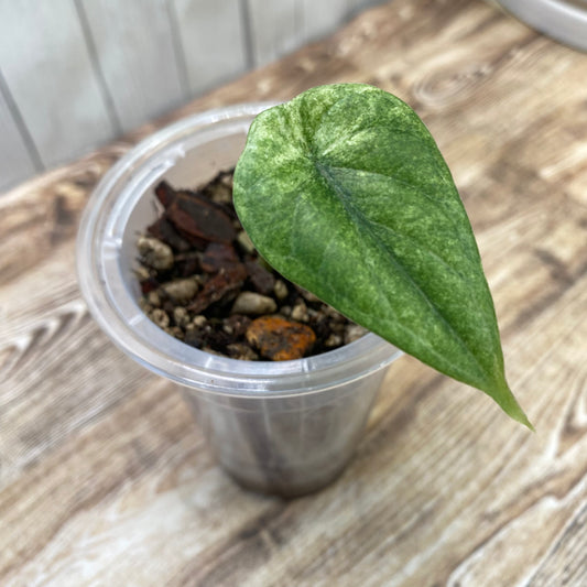 Alocasia Dragon Scale Mint Variegated