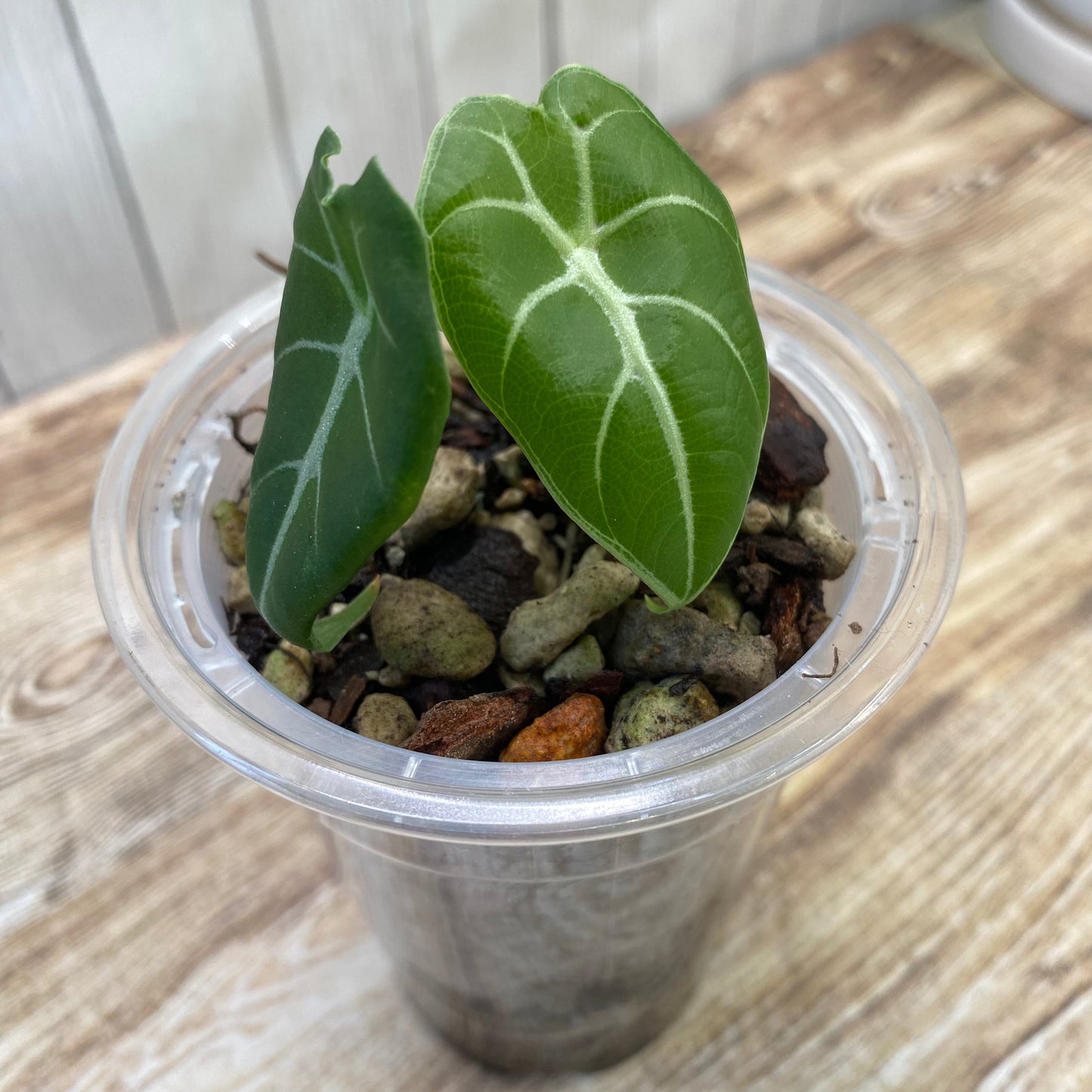 Alocasia Watsoniana