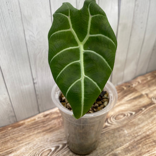 Alocasia Watsoniana