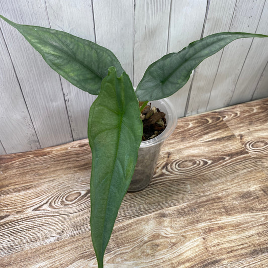 Alocasia Dragon’s Breathe