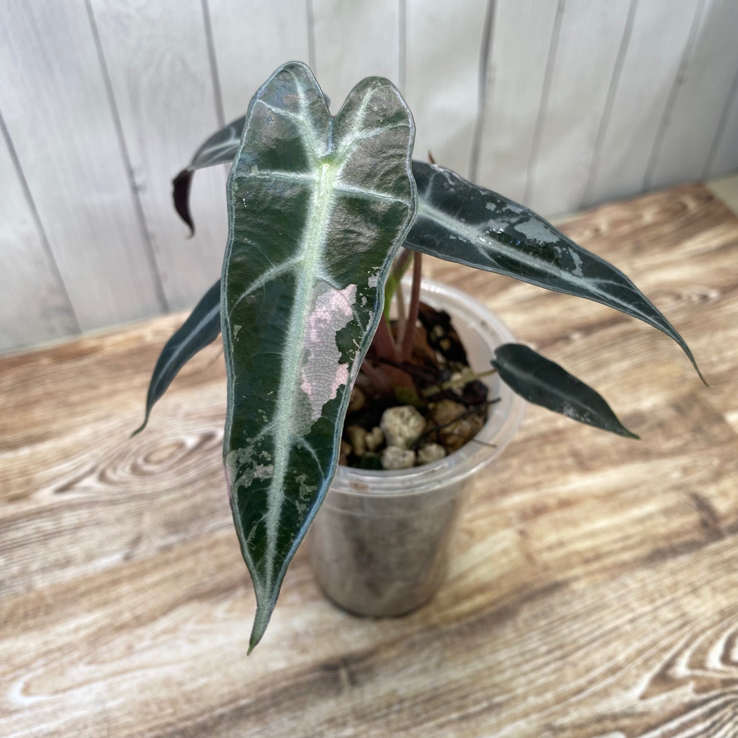 Alocasia Pink Bambino Variegated - LOW VAR