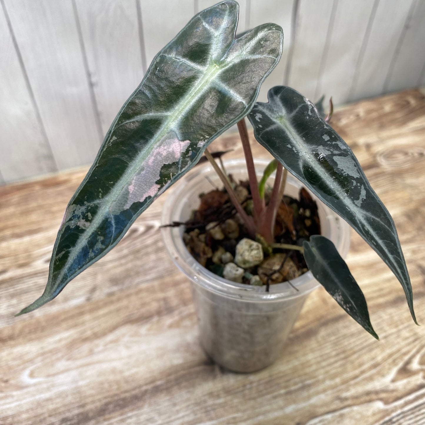 Alocasia Pink Bambino Variegated - LOW VAR