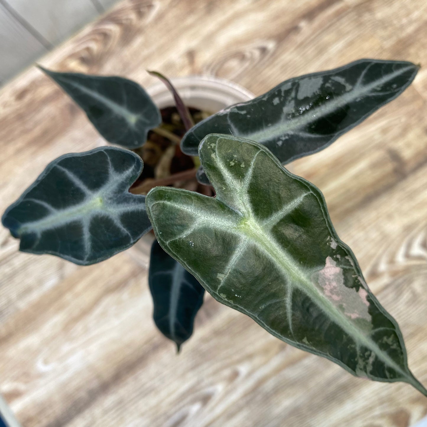 Alocasia Pink Bambino Variegated - LOW VAR