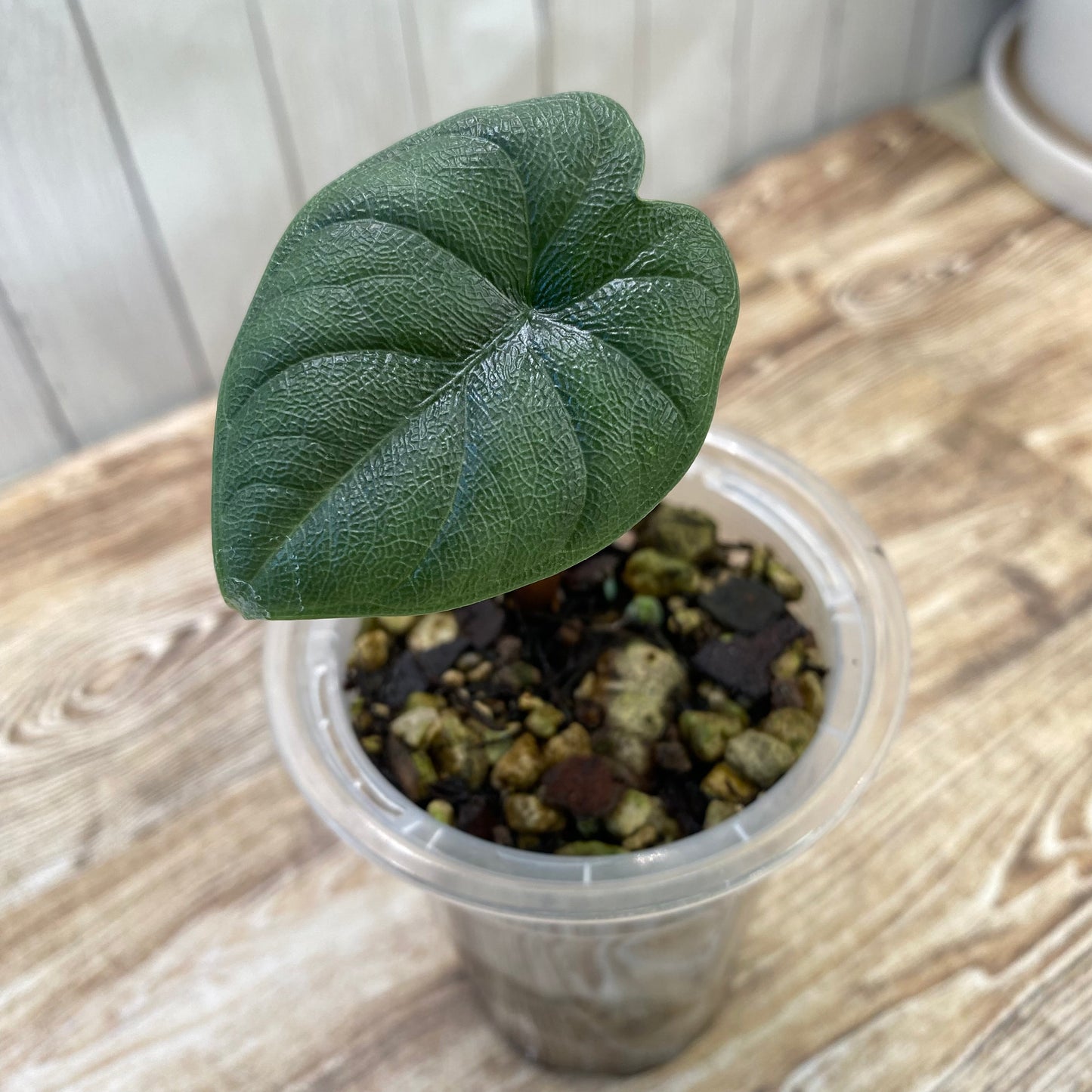 Alocasia Melo