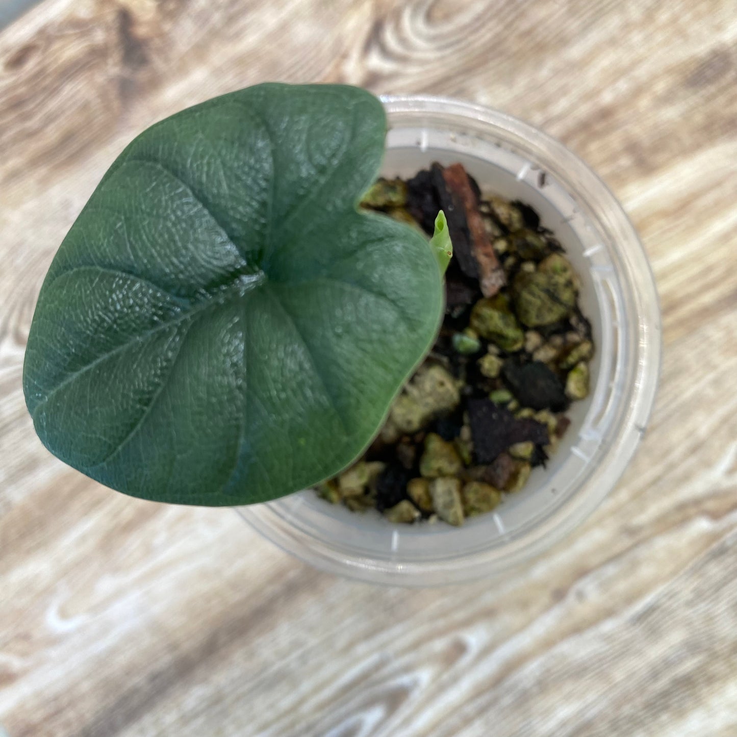 Alocasia Melo