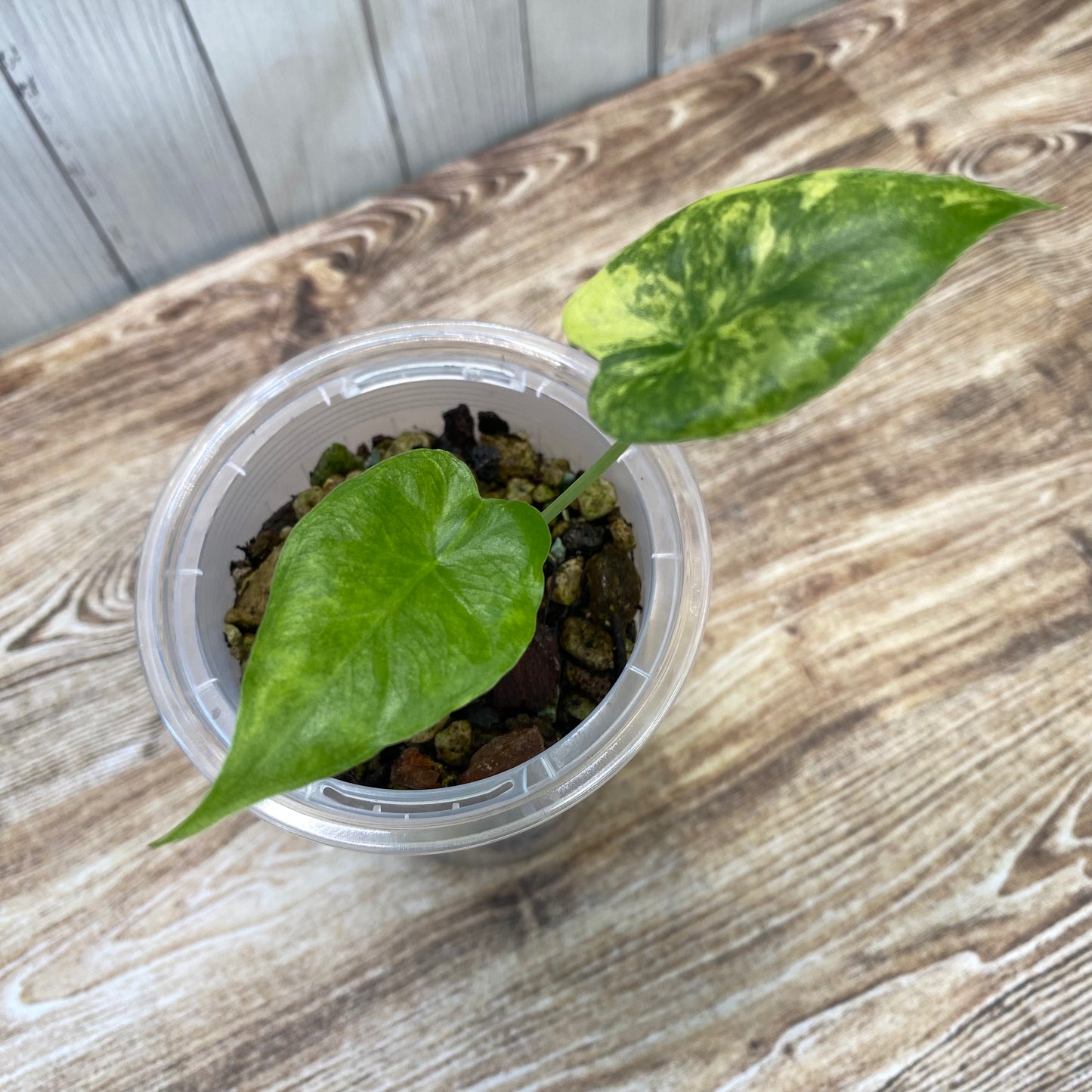 Alocasia Gageana Aurea