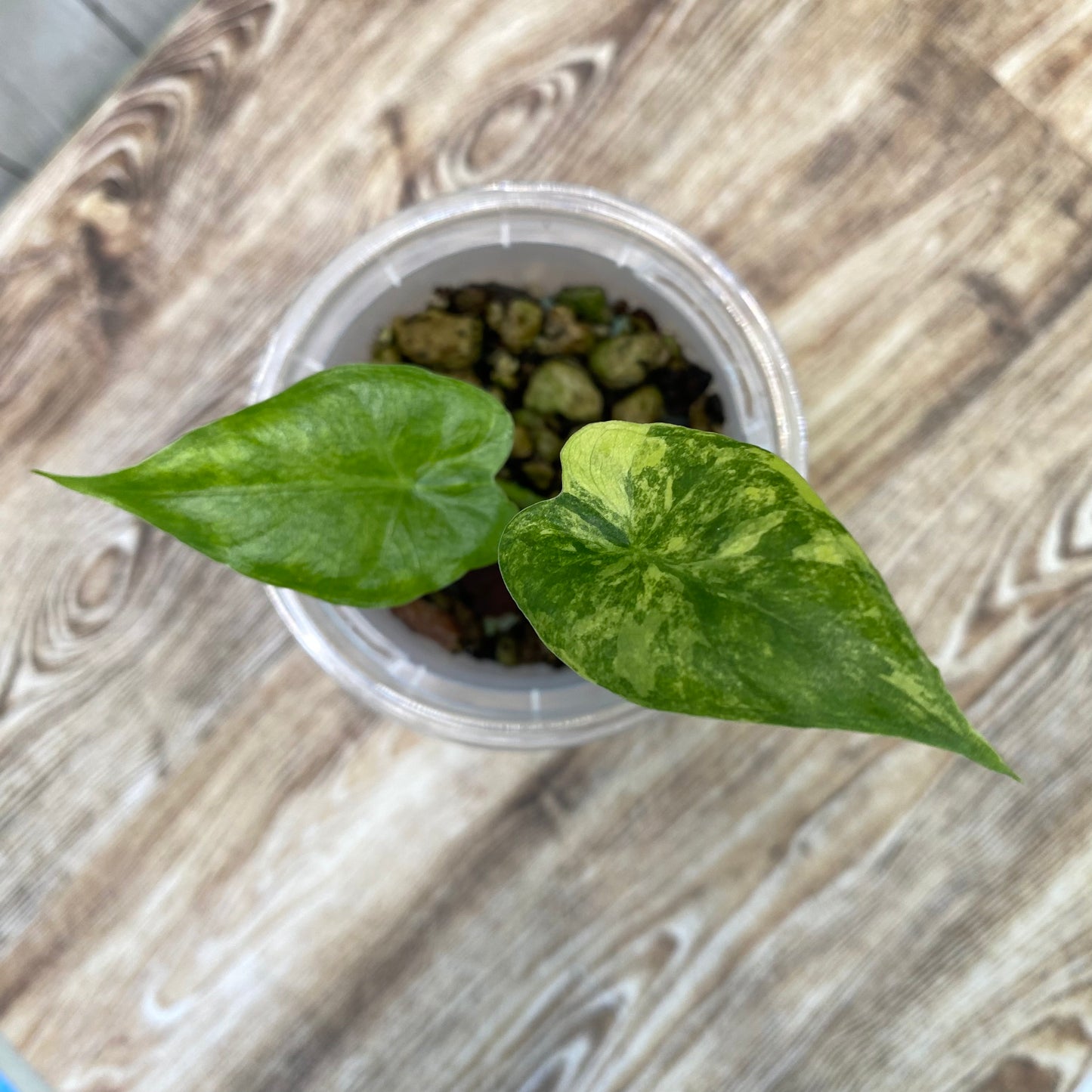 Alocasia Gageana Aurea