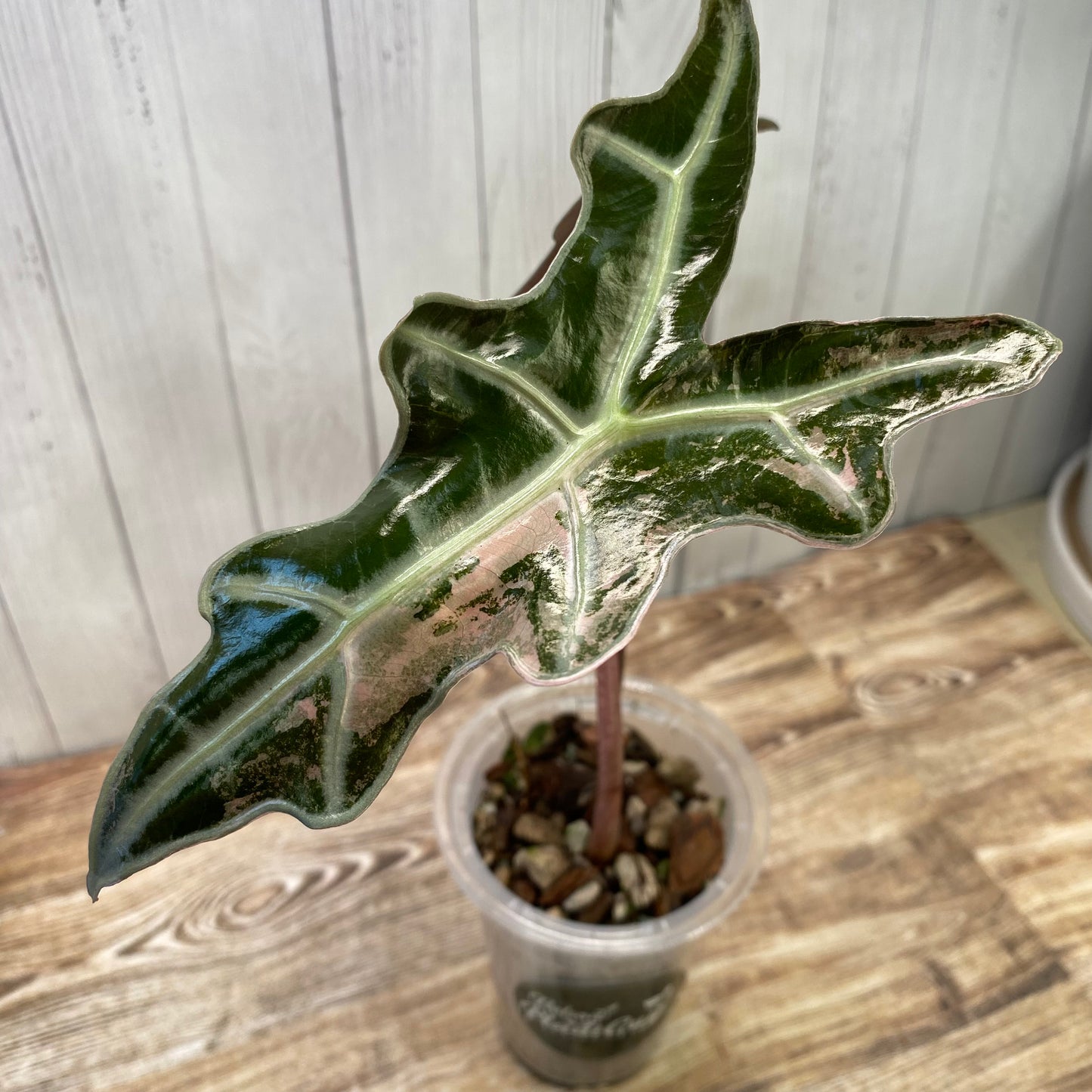 Alocasia Pink Nobilis