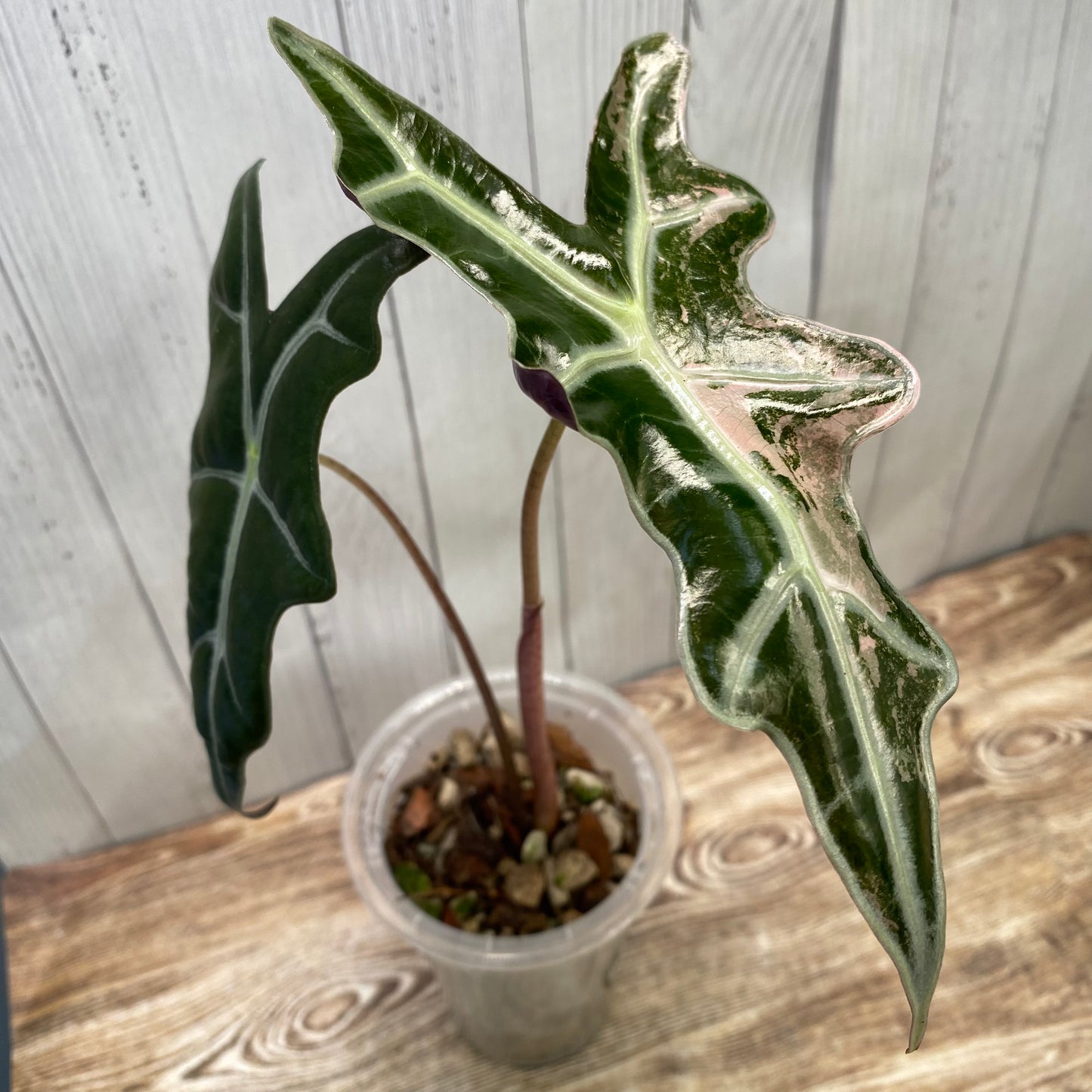Alocasia Pink Nobilis