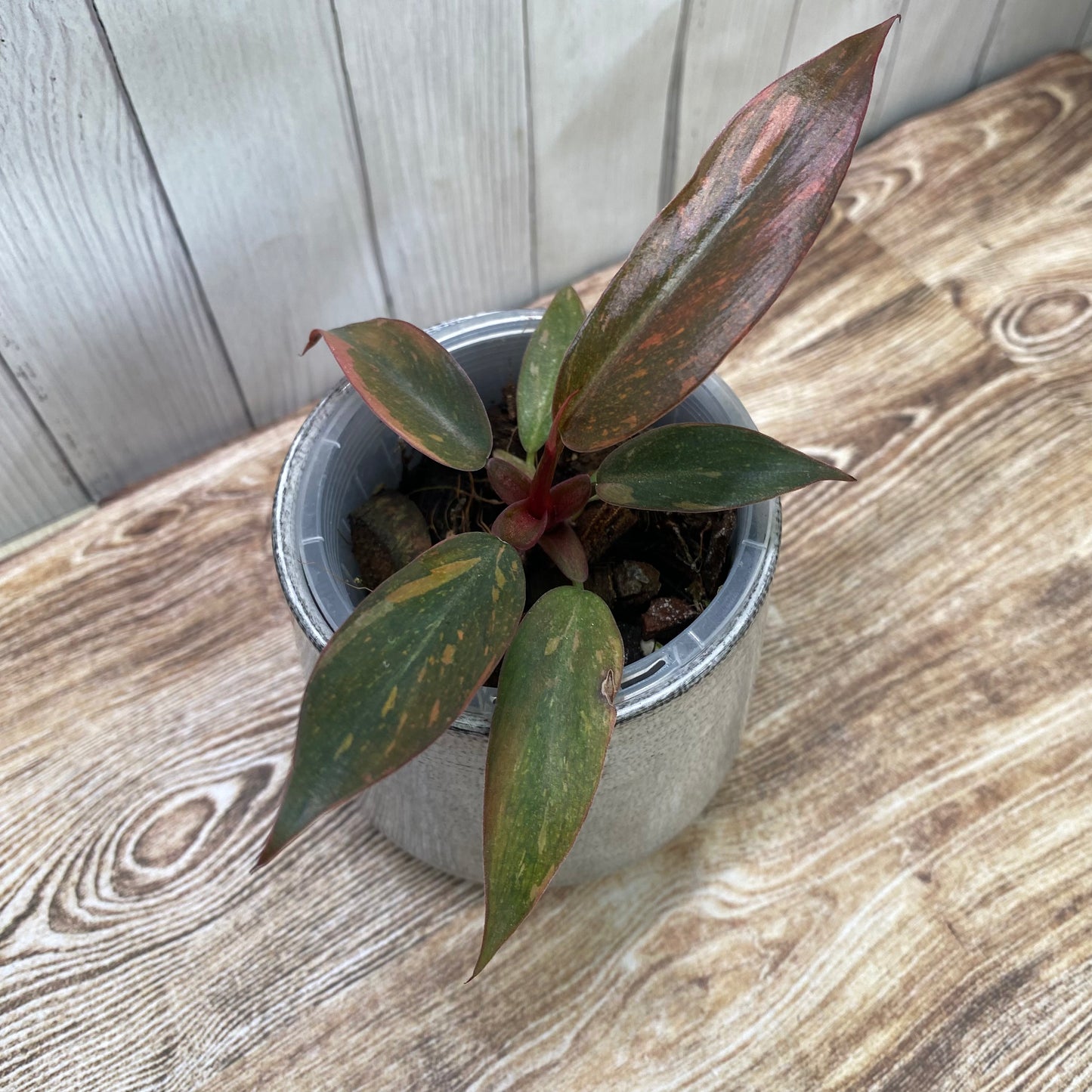 Philodendron Orange Princess