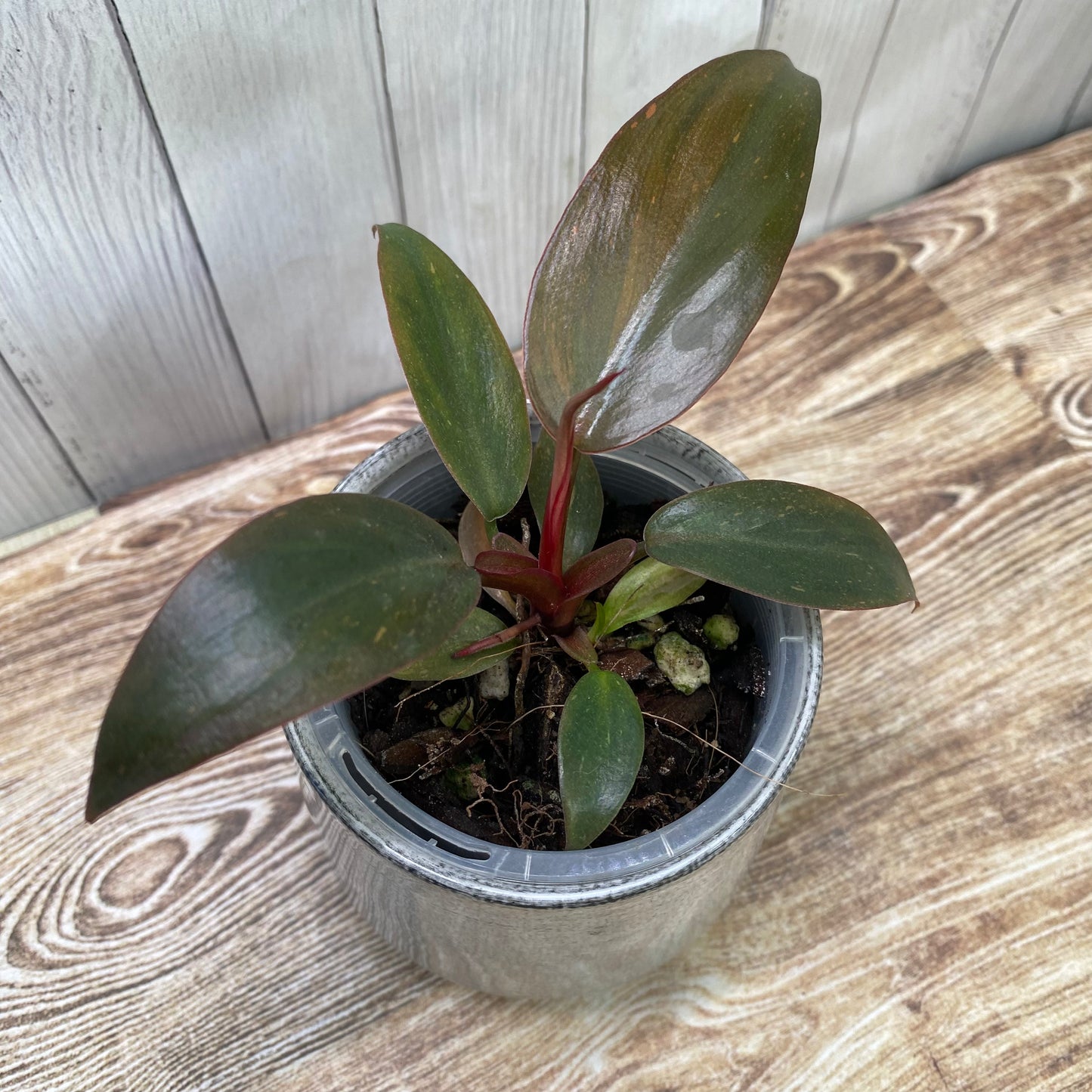 Philodendron Orange Princess