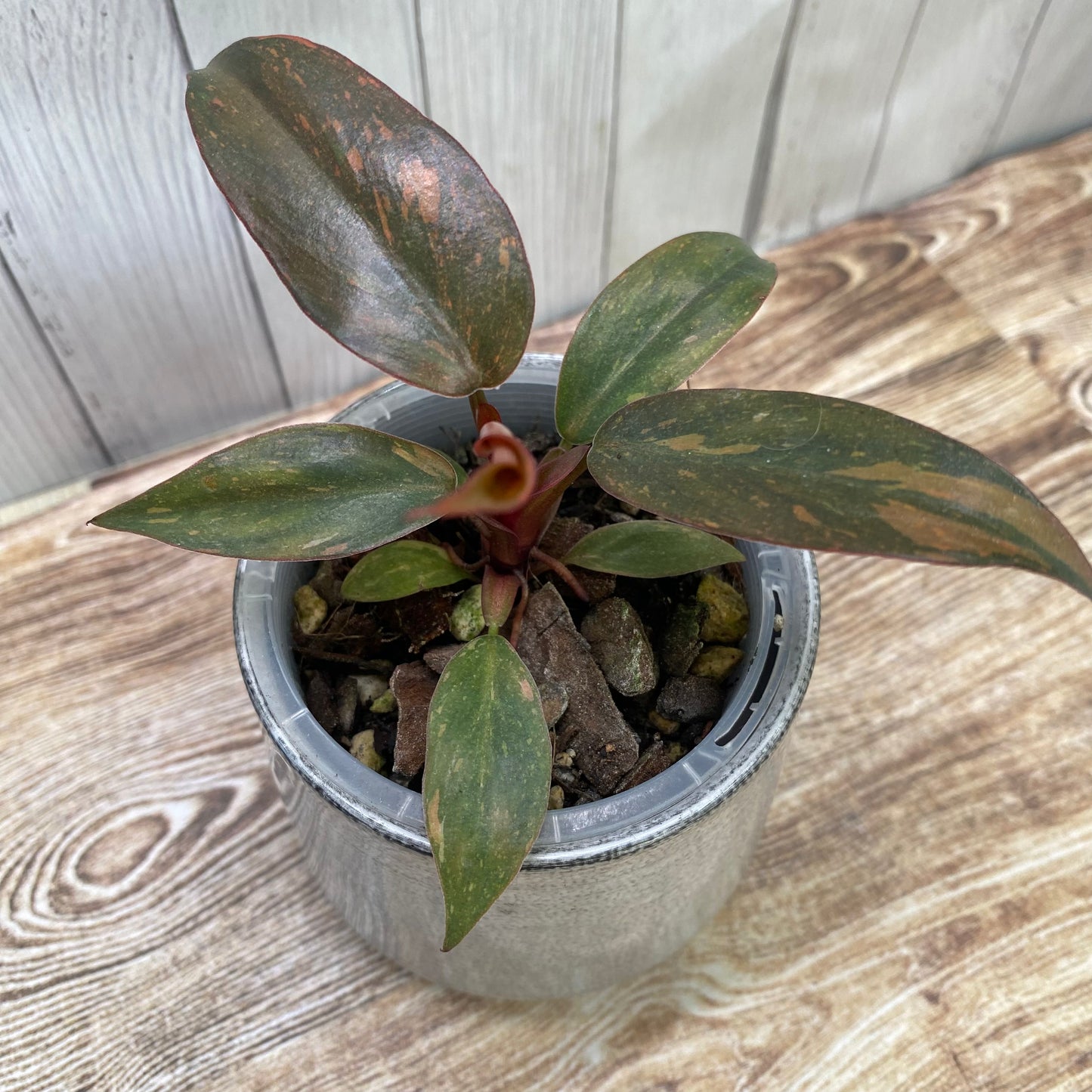 Philodendron Orange Princess