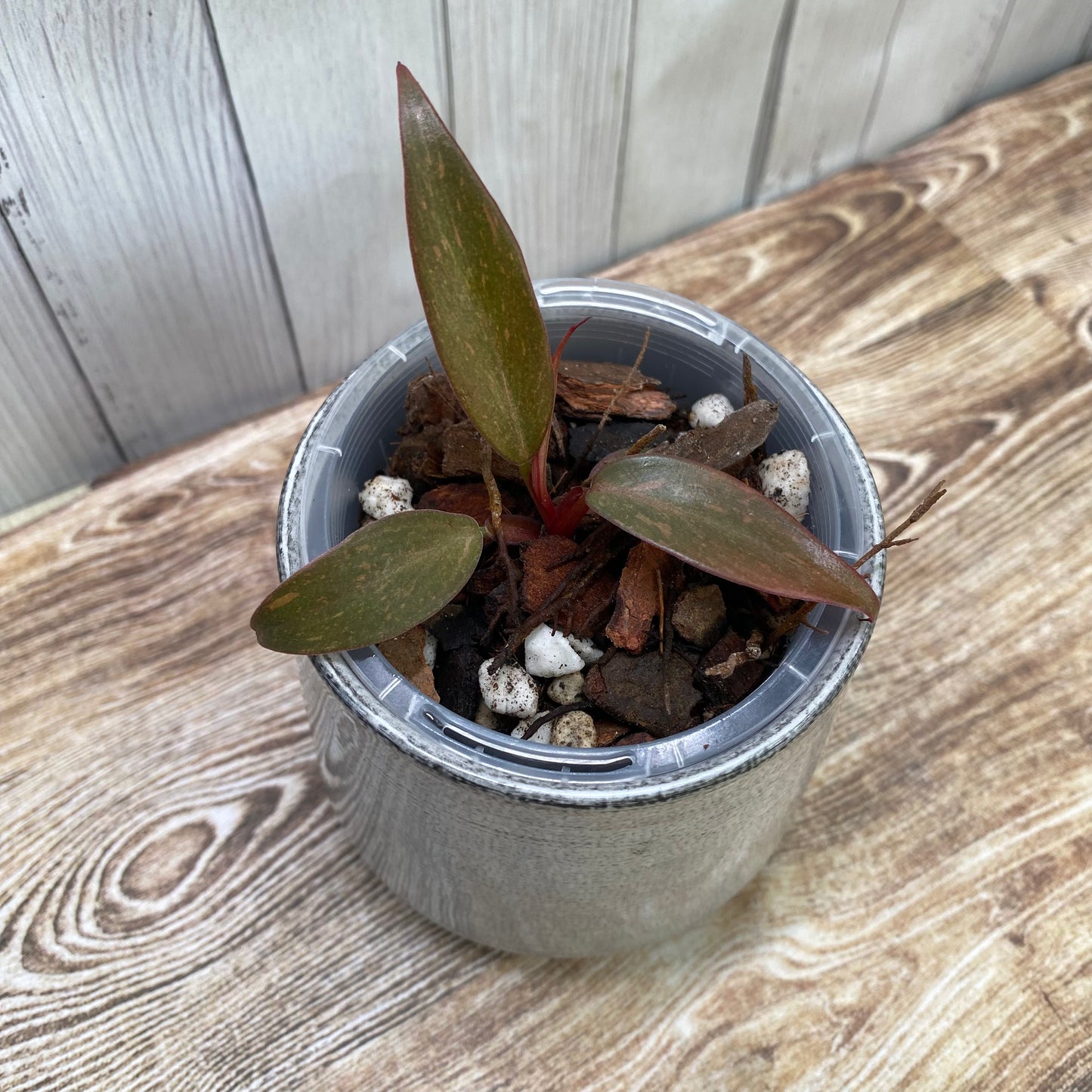 Philodendron Orange Princess
