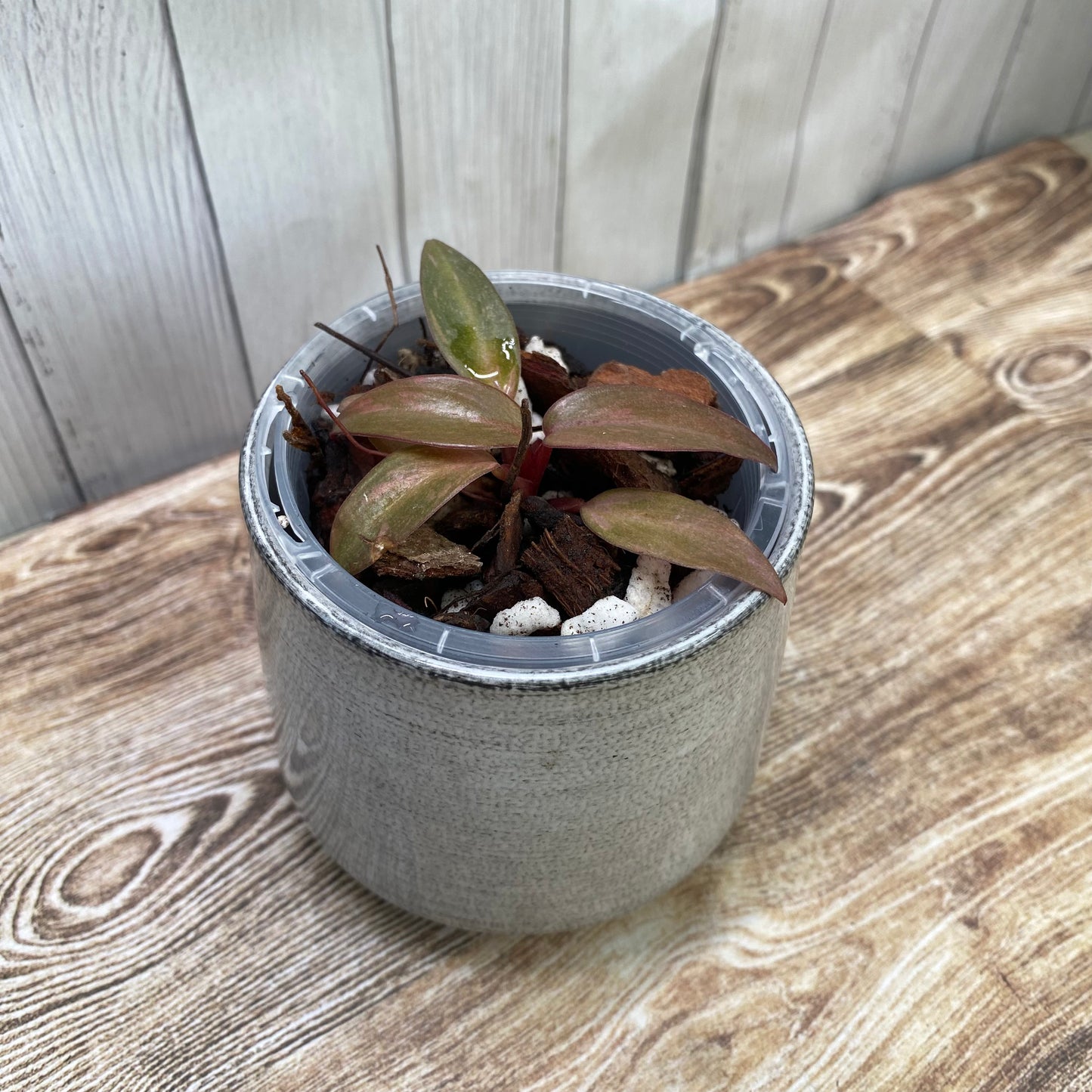 Philodendron Orange Princess