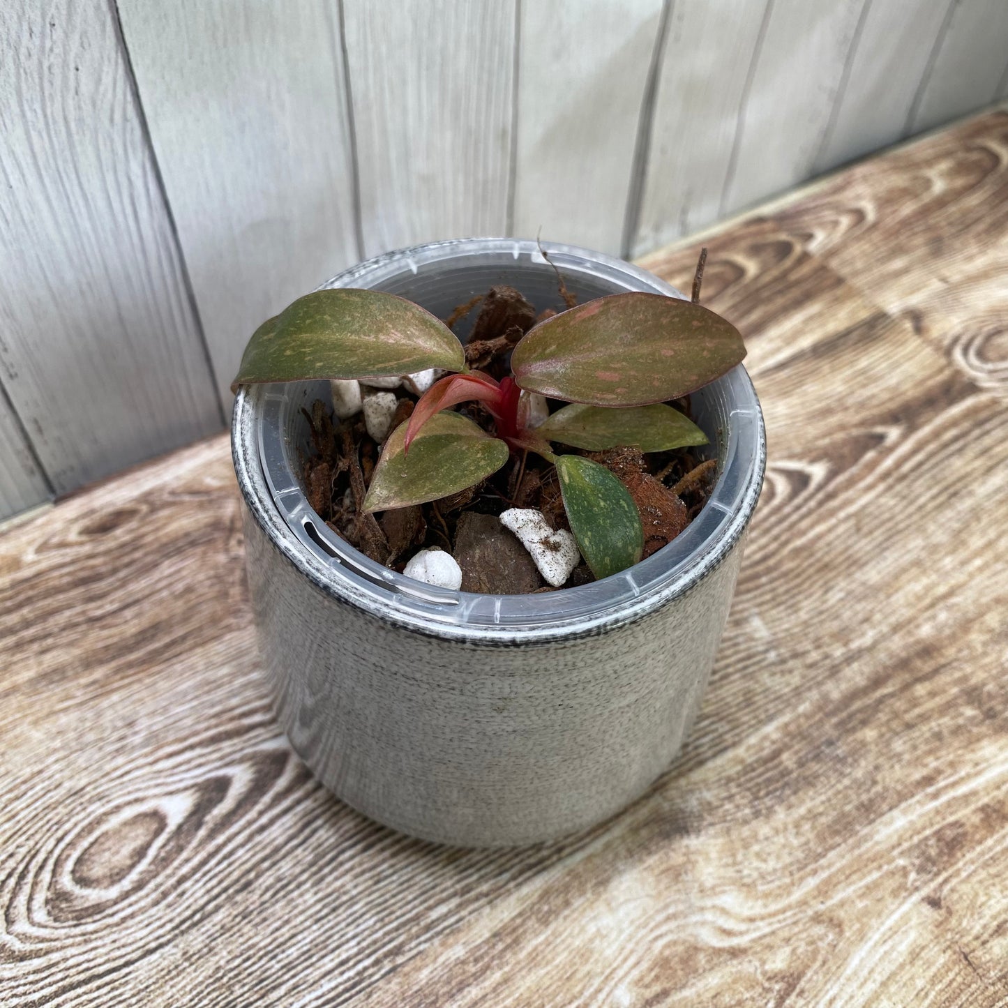 Philodendron Orange Princess