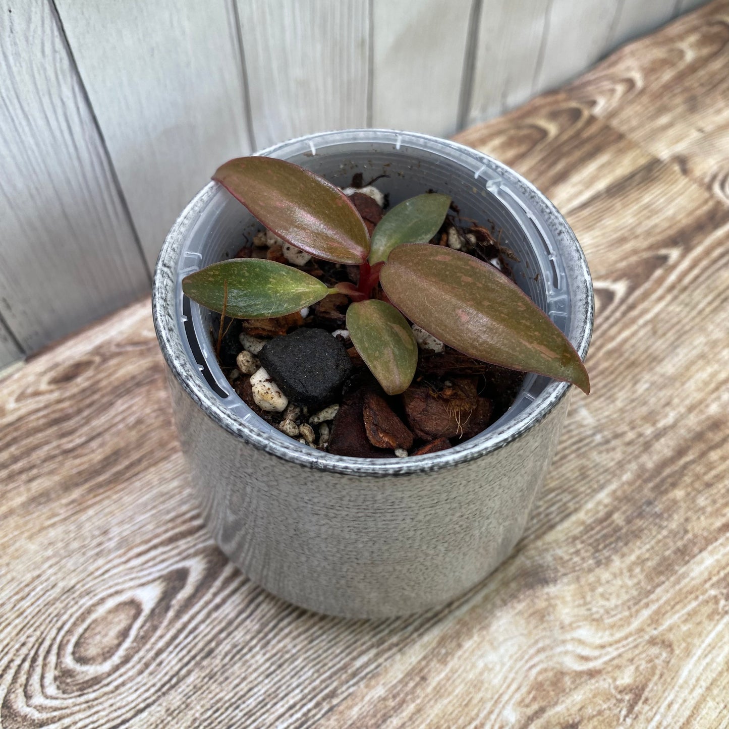 Philodendron Orange Princess
