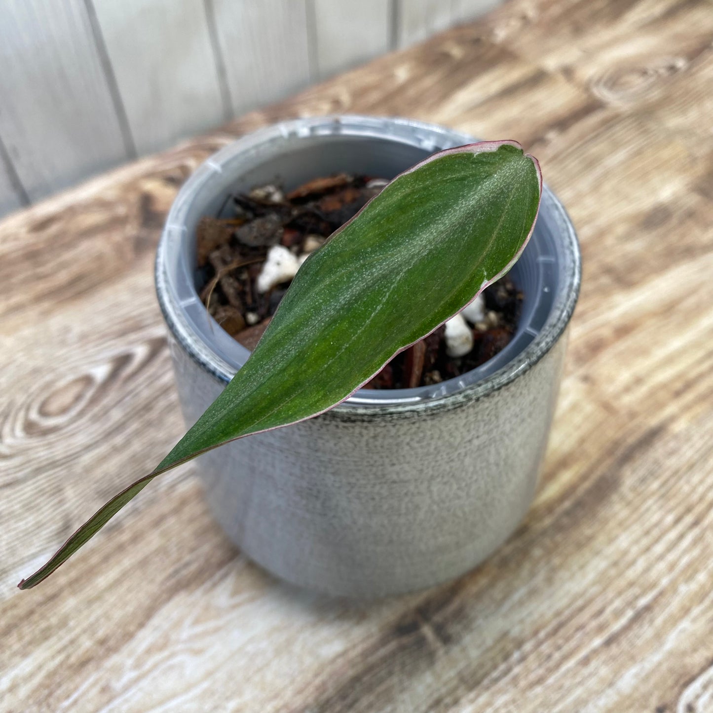 Philodendron Halo Velvet Micans Variegated