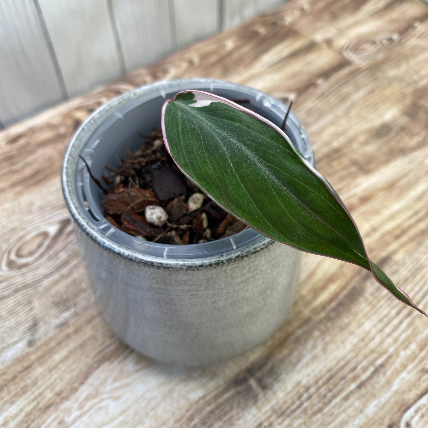 Philodendron Halo Velvet Micans Variegated