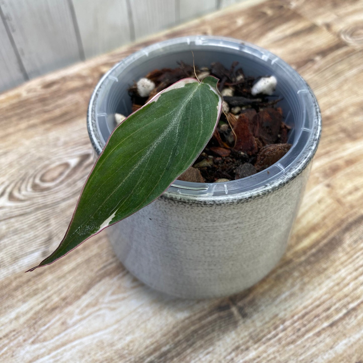 Philodendron Halo Velvet Micans Variegated