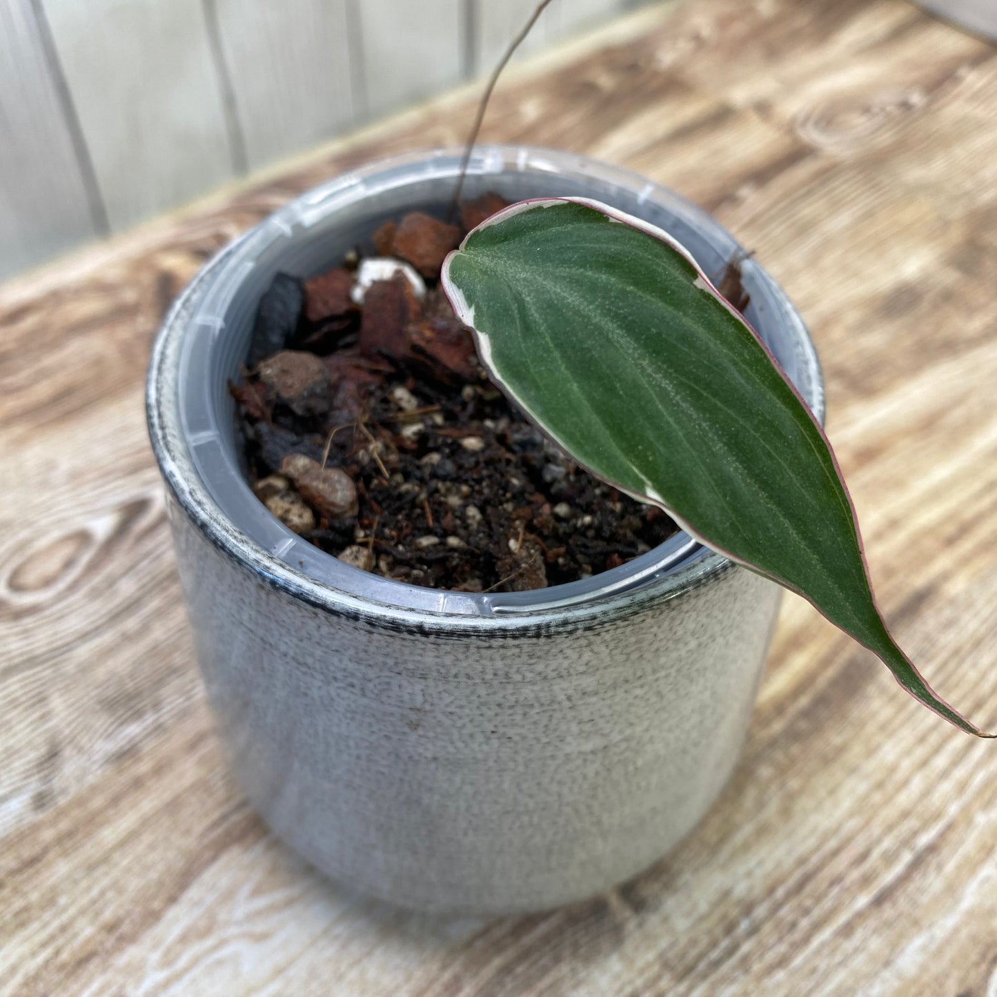 Philodendron Halo Velvet Micans Variegated