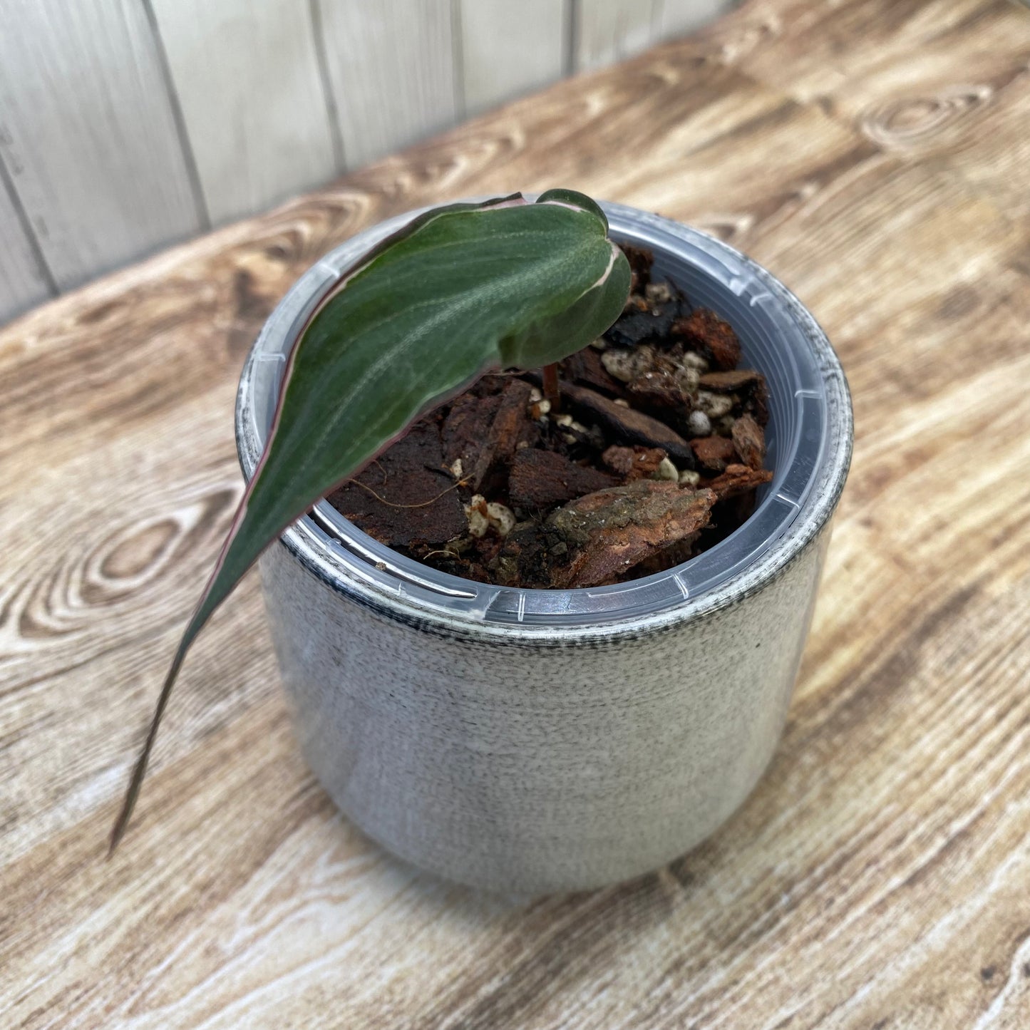 Philodendron Halo Velvet Micans Variegated