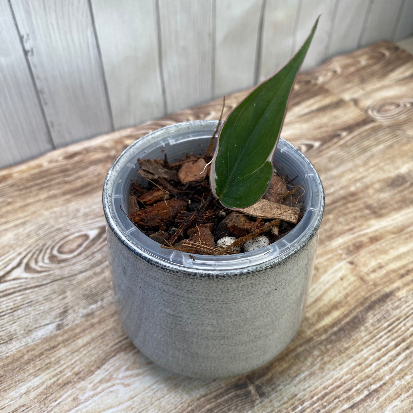 Philodendron Halo Velvet Micans Variegated