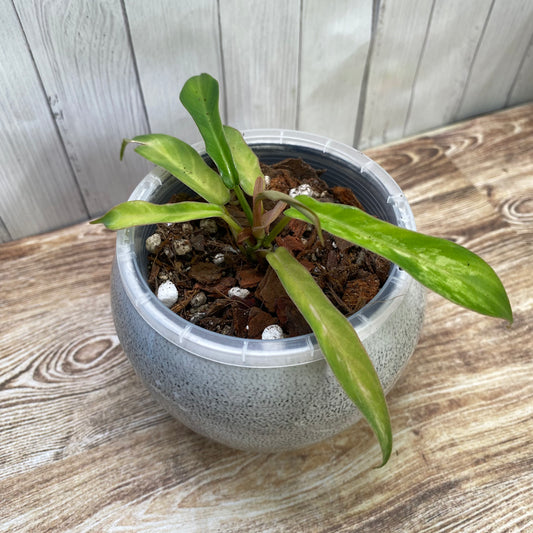 Philodendron Florida Beauty × Tortum Variegated