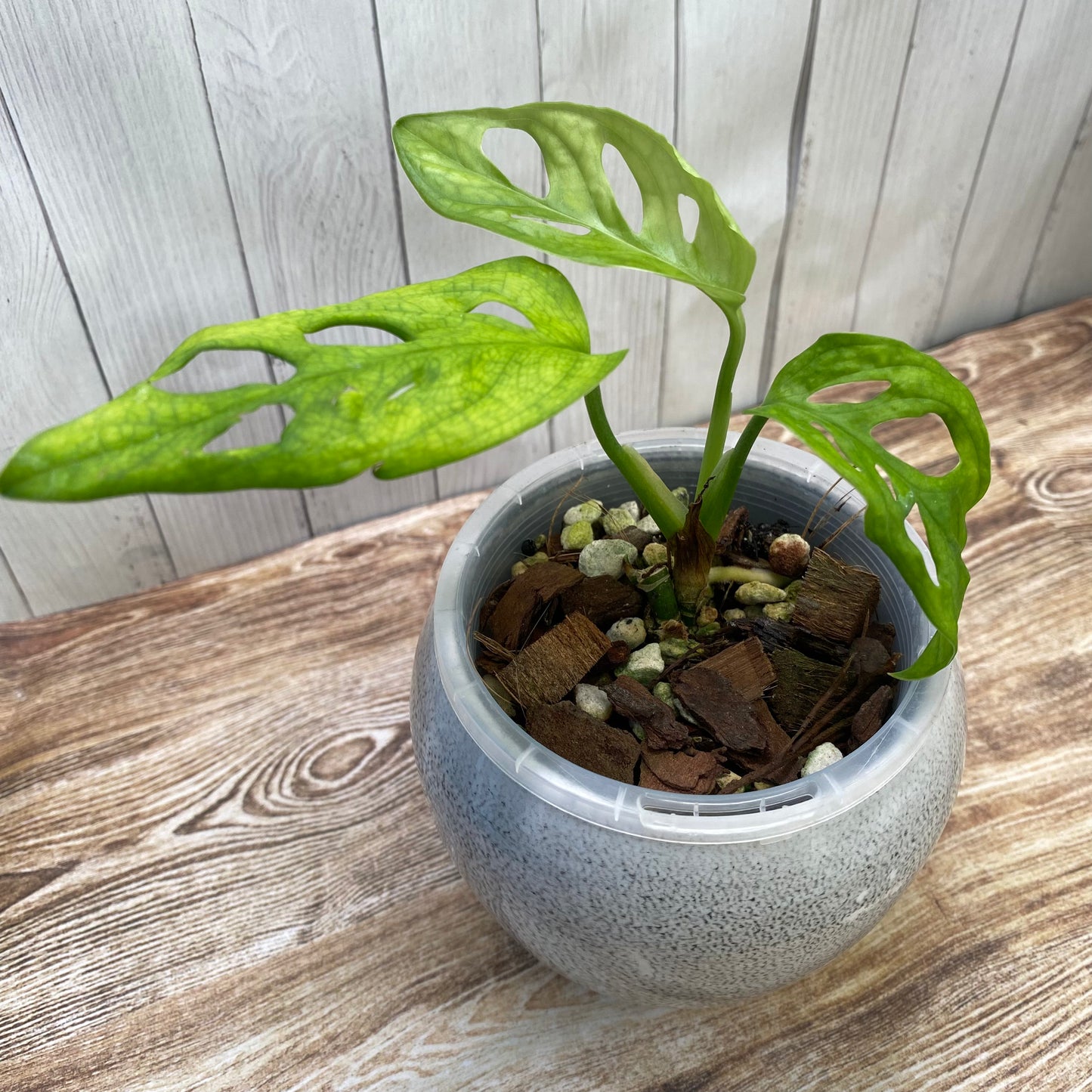 Monstera Acuminata