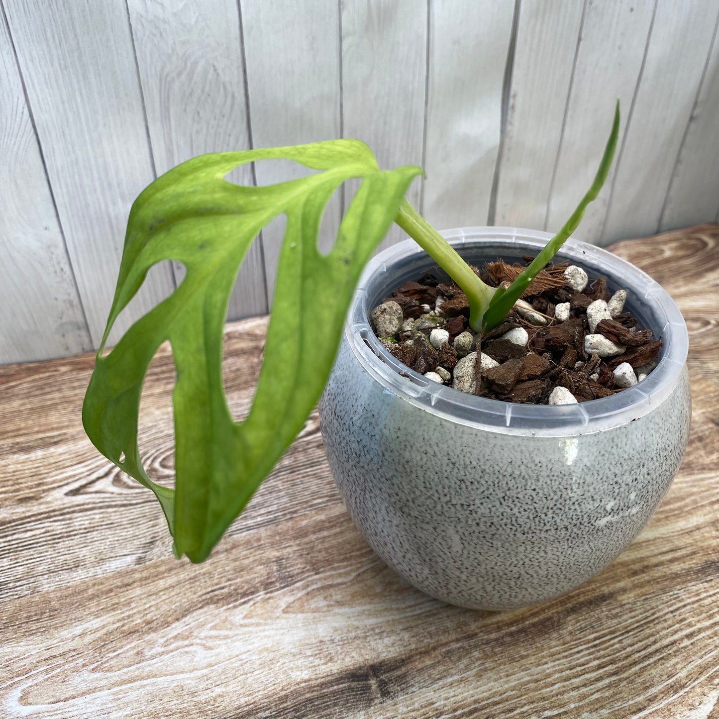 Monstera Acuminata