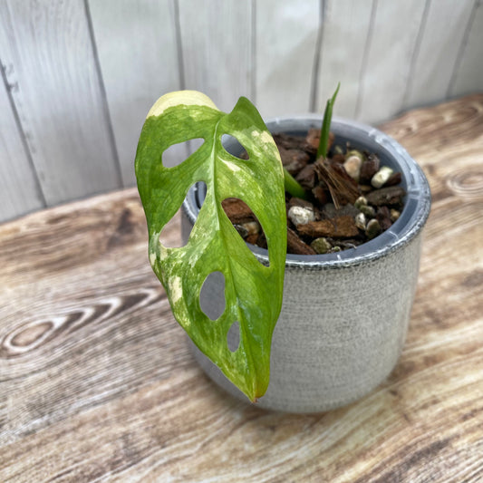 Monstera Adansonii Aurea