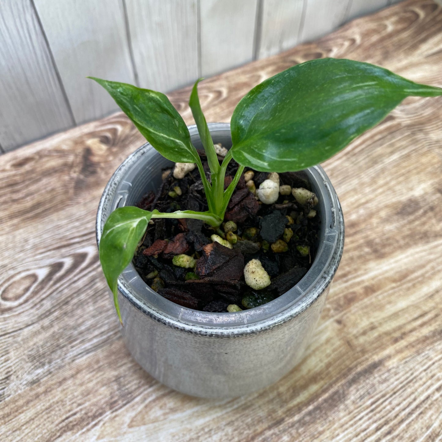Spathiphyllum Galaxy