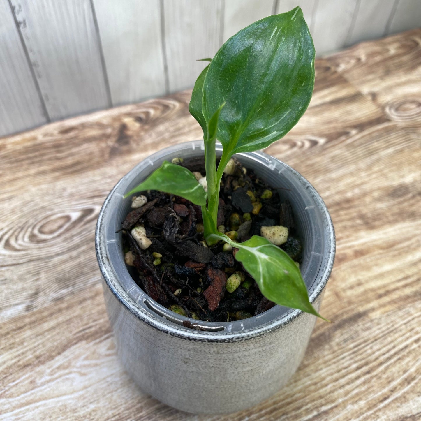 Spathiphyllum Galaxy