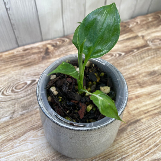 Spathiphyllum Galaxy