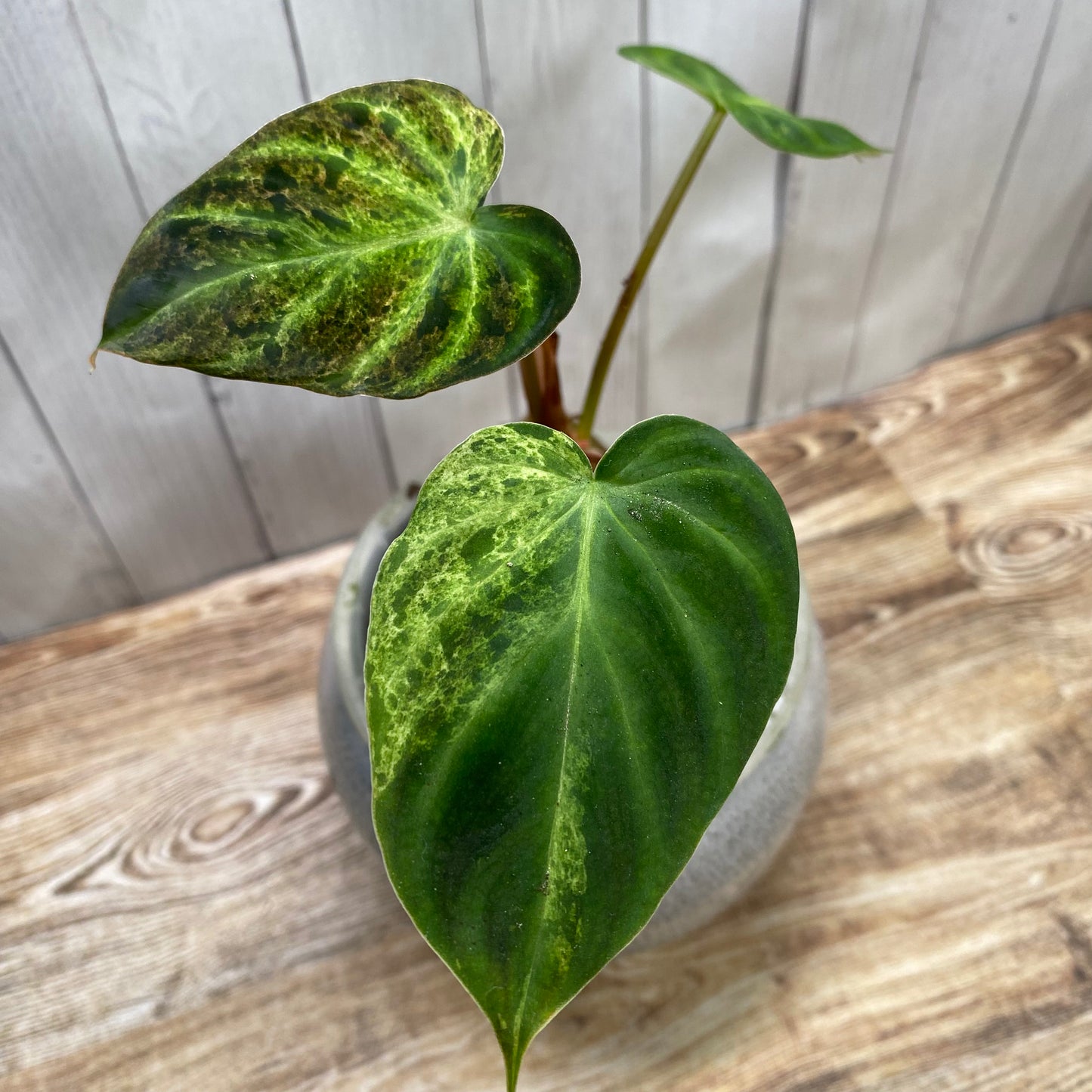 Philodendron Verrucosum Variegated - NPG Produced Line